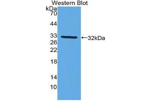 Western Blotting (WB) image for anti-Cytochrome P450, Family 27, Subfamily B, Polypeptide 1 (CYP27B1) (AA 256-508) antibody (ABIN1858592) (CYP27B1 anticorps  (AA 256-508))