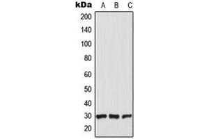 Western blot analysis of CT47 expression in HEK293T (A), Raw264. (CT47A5 anticorps  (C-Term))