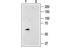 Western blot analysis of rat cerebellum lysate: - 1. (KCNK10 anticorps  (C-Term, Intracellular))