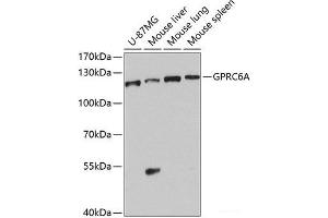 Western blot analysis of extracts of various cell lines using GPRC6A Polyclonal Antibody at dilution of 1:1000. (GPRC6A anticorps)