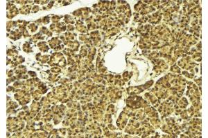 ABIN6269304 at 1/100 staining Mouse pancreas tissue by IHC-P. (FOXO4 anticorps  (Internal Region))