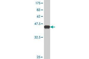 Western Blot detection against Immunogen (37.