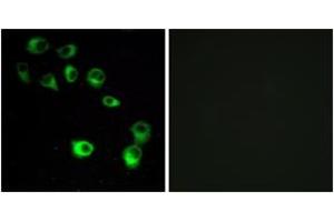 Immunofluorescence analysis of MCF7 cells, using VN1R4 Antibody. (VN1R4 anticorps  (AA 88-137))