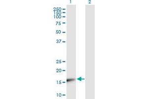 Western Blot analysis of UBE2V1 expression in transfected 293T cell line by UBE2V1 MaxPab polyclonal antibody. (UBE2V1 anticorps  (AA 1-147))