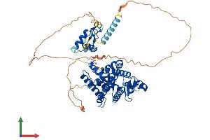 AlphaFold protein structure predicition of Mouse Recombinant Rora Protein, UniprotID P51448