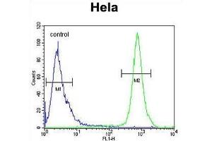 TRAPPC3 Antibody (N-term) flow cytometric analysis of Hela cells (right histogram) compared to a negative control cell (left histogram). (TRAPPC3 anticorps  (N-Term))