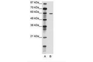Image no. 1 for anti-Tripartite Motif Containing 62 (TRIM62) (N-Term) antibody (ABIN202619) (TRIM62 anticorps  (N-Term))