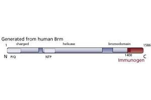 Image no. 3 for anti-SWI/SNF Related, Matrix Associated, Actin Dependent Regulator of Chromatin, Subfamily A, Member 2 (SMARCA2) (AA 1400-1586) antibody (ABIN967939)