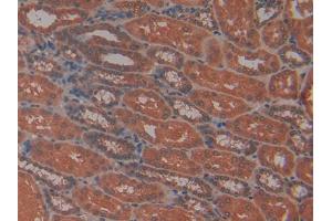 IHC-P analysis of Human Kidney Tissue, with DAB staining. (PRTN3 anticorps  (AA 71-247))