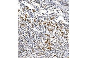 IHC analysis of POLR2A using anti-POLR2A antibody (ABIN7599598). (POLR2A/RPB1 anticorps  (AA 10-321))