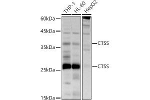 Western blot analysis of extracts of various cell lines, using CTSS antibody (ABIN3015658, ABIN3015659, ABIN3015660 and ABIN6219007) at 1:500 dilution. (Cathepsin S anticorps  (AA 115-331))