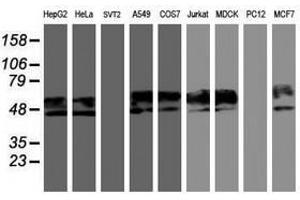 Image no. 4 for anti-Neuroplastin (NPTN) antibody (ABIN1499811) (NPTN anticorps)
