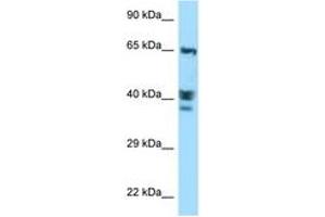 Image no. 1 for anti-Actin-Like 8 (ACTL8) (AA 194-243) antibody (ABIN6748107) (Actin-Like 8 anticorps  (AA 194-243))