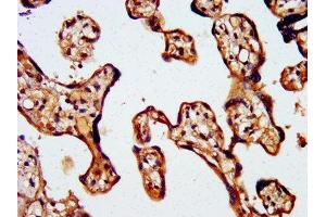 IHC image of ABIN7175834 diluted at 1:500 and staining in paraffin-embedded human placenta tissue performed on a Leica BondTM system. (WASF2 anticorps  (AA 243-317))