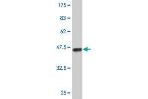 Western Blot detection against Immunogen (37.