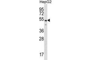 Western blot analysis in HepG2 cell line lysates (35ug/lane) using NKAP  Antibody (C-term). (NKAP anticorps  (C-Term))