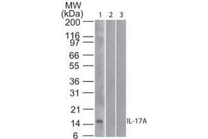 Image no. 1 for anti-Interleukin 17A (IL17A) antibody (Biotin) (ABIN1102460) (Interleukin 17a anticorps  (Biotin))