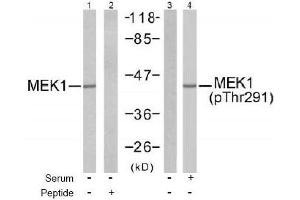 Image no. 2 for anti-Mitogen-Activated Protein Kinase Kinase 1 (MAP2K1) (Thr291) antibody (ABIN197562) (MEK1 anticorps  (Thr291))