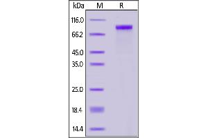 Biotinylated Cynomolgus Her2, His,Avitag on  under reducing (R) condition.
