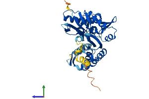 AlphaFold protein structure predicition of Human Recombinant HSPA7 Protein, UniprotID P48741