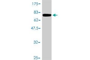 Western Blot detection against Immunogen (74.