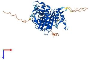 AlphaFold protein structure predicition of Mouse Recombinant Atg4a Protein, UniprotID Q8C9S8