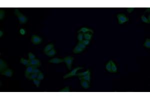 Detection of AMPK Alpha 1 in Human Hela cell using Polyclonal Antibody to Protein Kinase, AMP Activated Alpha 1 (AMPK Alpha 1)