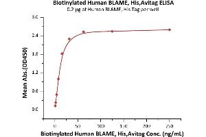 Immobilized Human BLAME, His Tag at 2 μg/mL (100 μL/well) can bind Biotinylated Human BLAME, His,Avitag (ABIN6972956) with a linear range of 1-31 ng/mL (QC tested). (SLAMF8 Protein (AA 23-233) (His tag,AVI tag,Biotin))