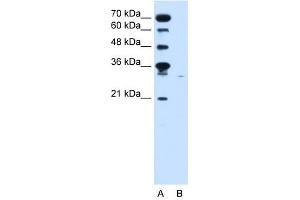 SLC22A7 antibody used at 0. (SLC22A7 anticorps)