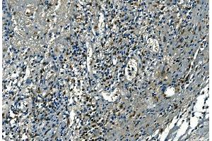 anti-Azurocidin 1 (AZU1) (AA 27-245) antibody