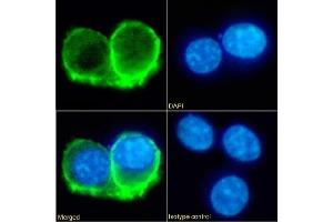 Immunofluorescence staining of fixed RAW264. (Recombinant IL-10RA anticorps  (Extracellular Domain))
