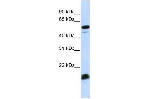 Western Blotting (WB) image for anti-Complement Component 4 Binding Protein, alpha (C4BPA) antibody (ABIN2458584) (C4BPA anticorps)