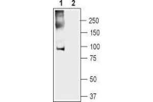 Western blot analysis of mouse heart lysate: - 1. (Anoctamin 5 anticorps  (2nd Cytoplasmic Loop))