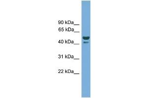 anti-hCG_2007354 (N-Term) antibody