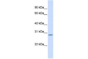 SCRT2 antibody used at 0. (SCRT2 anticorps  (Middle Region))