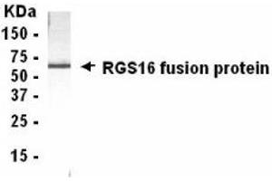 Western Blotting (WB) image for anti-Regulator of G-Protein Signaling 16 (RGS16) (AA 130-202) antibody (ABIN2467880) (RGS16 anticorps  (AA 130-202))