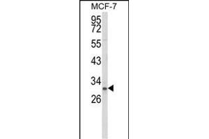 Western blot analysis of NKX3-1 Antibody (Center) (ABIN652945 and ABIN2842604) in MCF-7 cell line lysates (35 μg/lane). (NKX3-1 anticorps  (AA 118-145))