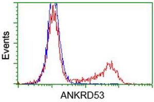 Image no. 3 for anti-Ankyrin Repeat Domain 53 (ANKRD53) (AA 1-300) antibody (ABIN1490720) (ANKRD53 anticorps  (AA 1-300))