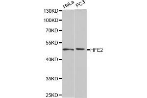 Western blot analysis of extracts of various cell lines, using HFE2 antibody (ABIN5973085) at 1/1000 dilution. (HFE2 anticorps)