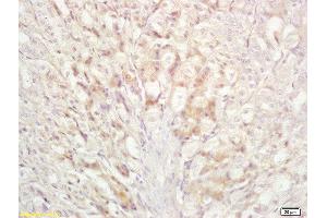 Formalin-fixed and paraffin embedded mouse stomach labeled with Anti-Bad Polyclonal Antibody, Unconjugated  at 1:200 followed by conjugation to the secondary antibody and DAB staining
