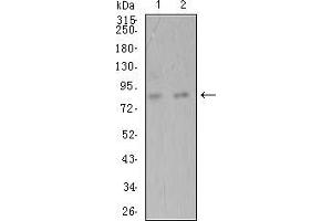 Western blot analysis using ADAMTS1 mouse mAb against Hela (1) and SK-Br-3 (2) cell lysate.
