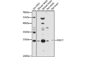 Western blot analysis of extracts of various cell lines, using FGF17 antibody (ABIN7267183) at 1:1000 dilution. (FGF17 anticorps  (AA 23-180))