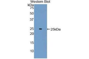 Western Blotting (WB) image for anti-Adenylate Cyclase 6 (ADCY6) (AA 314-501) antibody (ABIN1857911) (ADCY6 anticorps  (AA 314-501))