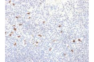 ABIN6383885 to IgG4 was successfully used to stain human tonsil sections.