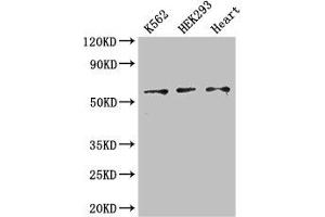 Western Blot Positive WB detected in: K562 whole cell lysate, HEK293 whole cell lysate, Mouse heart tissue All lanes: ZRSR2 antibody at 3 μg/mL Secondary Goat polyclonal to rabbit IgG at 1/50000 dilution Predicted band size: 59 kDa Observed band size: 59 kDa