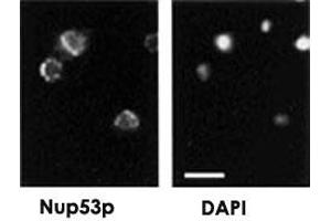 Immunofluorescence showing Nup53p polyclonal antibody  on yeast. (NUP35 anticorps)