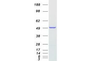 Validation with Western Blot