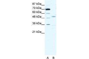 WB Suggested Anti-CHRNG Antibody Titration:  1. (CHRNA3 anticorps  (N-Term))