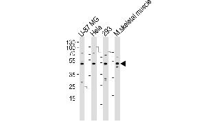 Western blot analysis of lysates from U-87 MG, Hela, 293 cell line and mouse skeletal muscle tissue lysate(from left to right), using SARS2 Antibody (N-term) (ABIN392300 and ABIN2841954). (SARS2 anticorps  (N-Term))