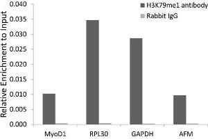 Chromatin Immunoprecipitation (ChIP) image for anti-Histone 3 (H3) (H3K79me) antibody (ABIN3023272) (Histone 3 anticorps  (H3K79me))